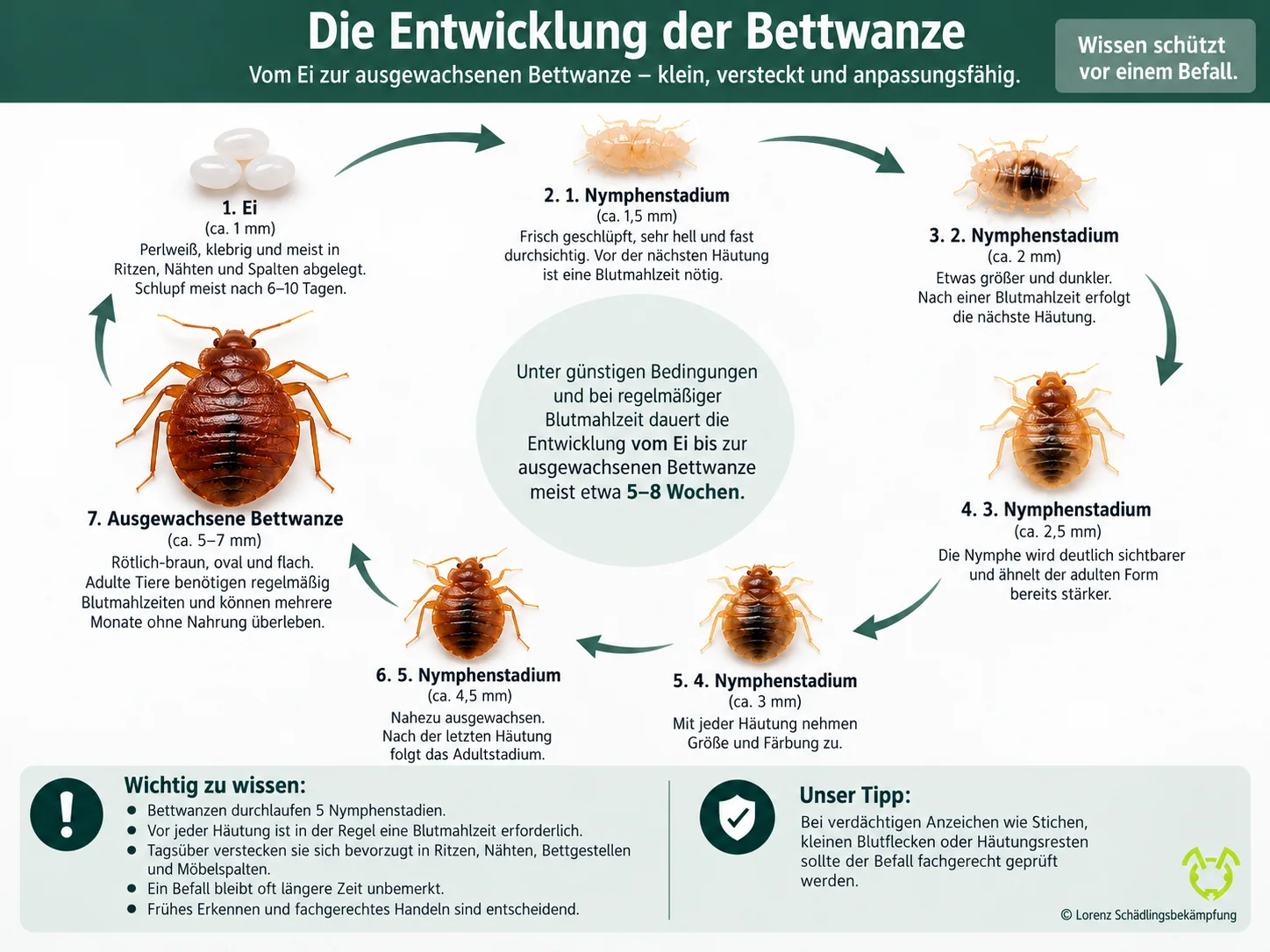 Infografik zum Entwicklungszyklus der Bettwanze vom Ei über fünf Nymphenstadien zum adulten Tier