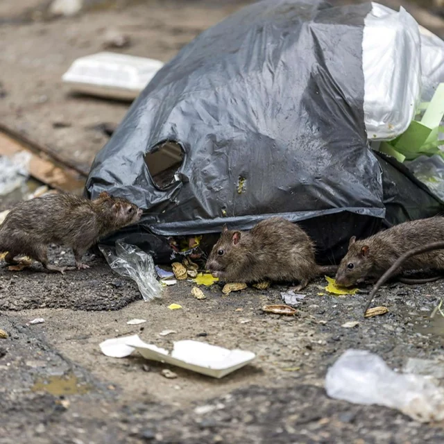 Ratten in einem belasteten Außenbereich mit offen zugänglichen Abfällen
