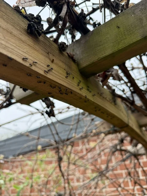 Starke Ameisenaktivität entlang einer Holzkonstruktion